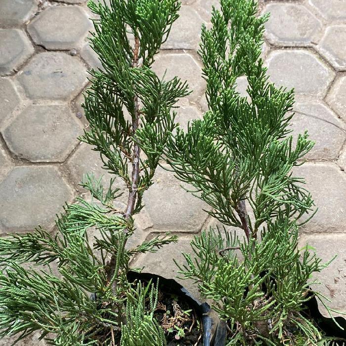 Artificial Bibit Bonsai Cemara Sinensis Biru / Juniperus Chinensis Blue
