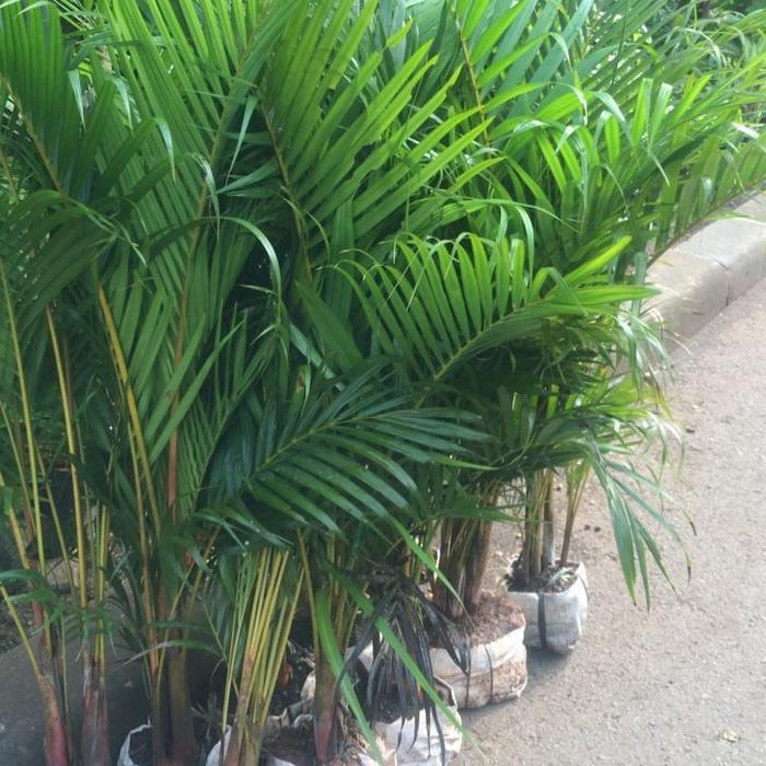 Tanaman palem kuning/Palem Kuning Rimbun/Palem Komodor