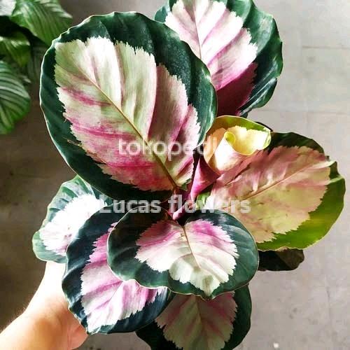 tanaman hias calathea pink rossy
