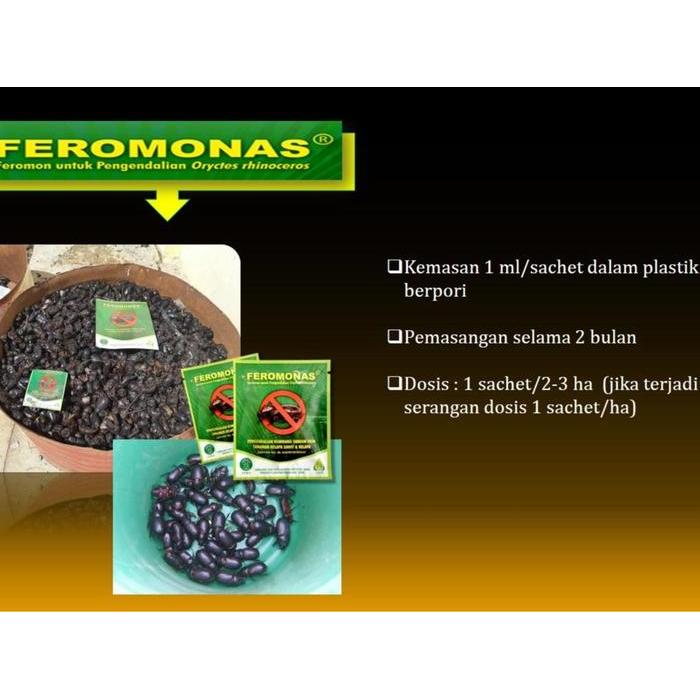 Feromonas Feromon Pengendali Hama Kumbang Tanduk