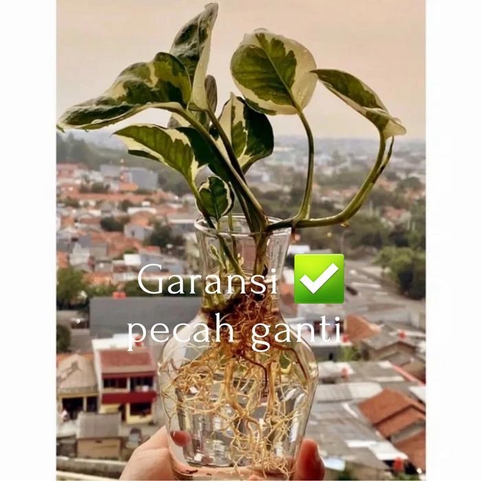 Vas Bunga kaca Bening Hias Minimalis Pot Tanaman Air Hidroponik