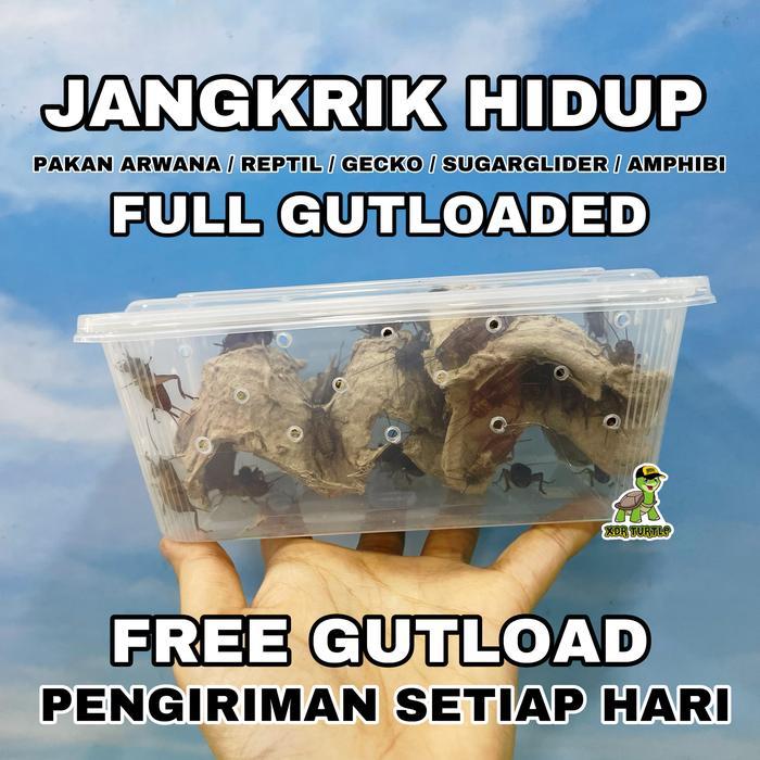 JANGKRIK HIDUP FULL GUTLOAD PAKAN REPTIL GECKO ARWANA SUGARGLIDER KODOK PACMAN