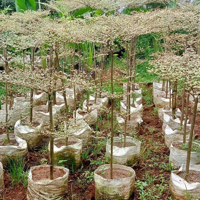 Ketapang kencana variegata