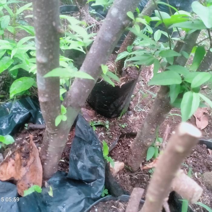 ASLI bahan bonsai anting putri putih dongkelan READY STOCK