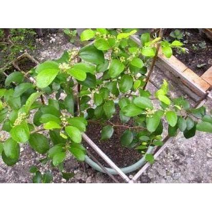 Bibit Tanaman Buah Apel Putsa India Segar Terbaik