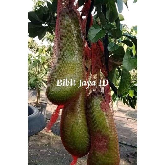 Bibit Alpukat Jenis Kelud/Subang Tinggi 1 Meter