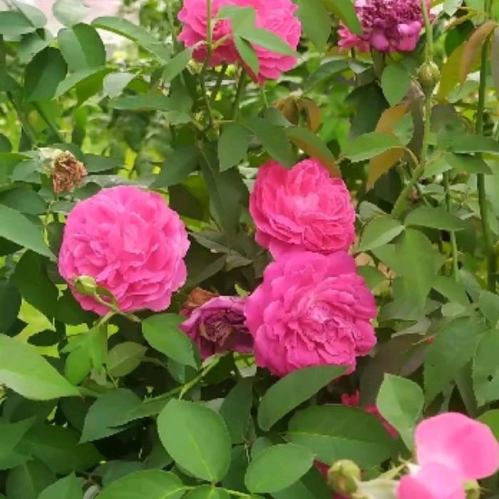 Benih Mawar Lokal Wangi Semerbak - Bunga Cantik Tanaman Bibit