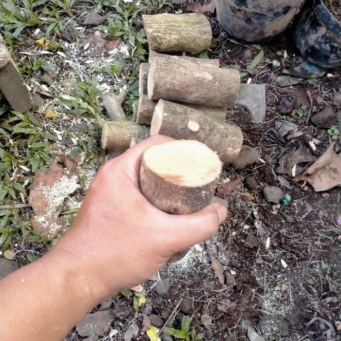 bahan bonsai stek sancang jumbo