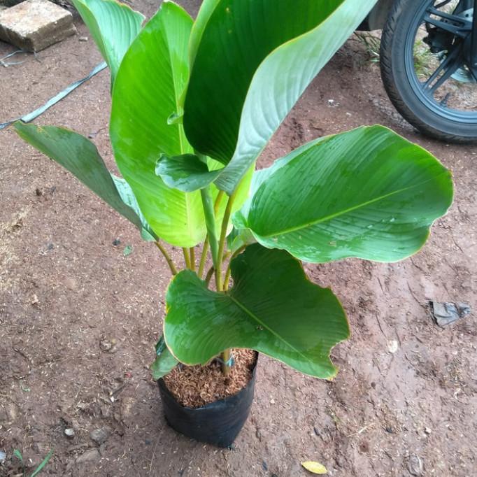 Tanaman Hias.Pohon Pisang Pisangan Chalatea. Tinggi 70-80Cm