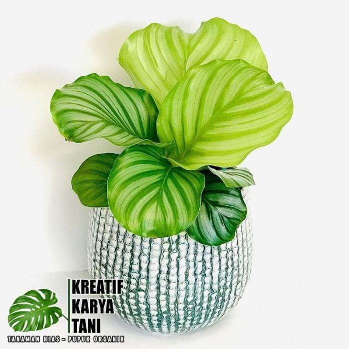 Tanaman Hias Calathea Orbifolia - Calathea Orbifolia Orbi