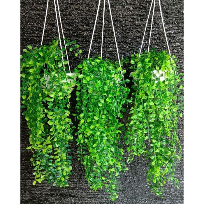 Grosir Bunga Jakarta 3 Set Daun Juntai Rambat Kemuning dan Pot Gantung Plastik Putih