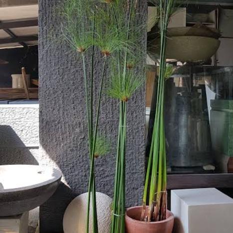 Tanaman Hias Papyrus Giant. Tanaman Papirus Air Terjamin