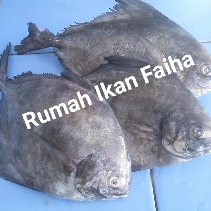 Ikan Bawal Laut Segar beku