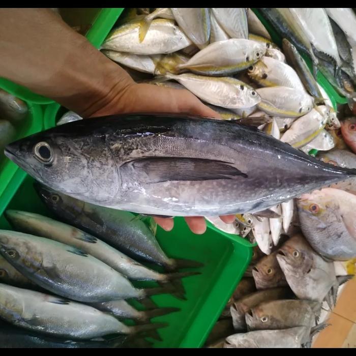 IkanTongkolAbuSegar 1 Kg