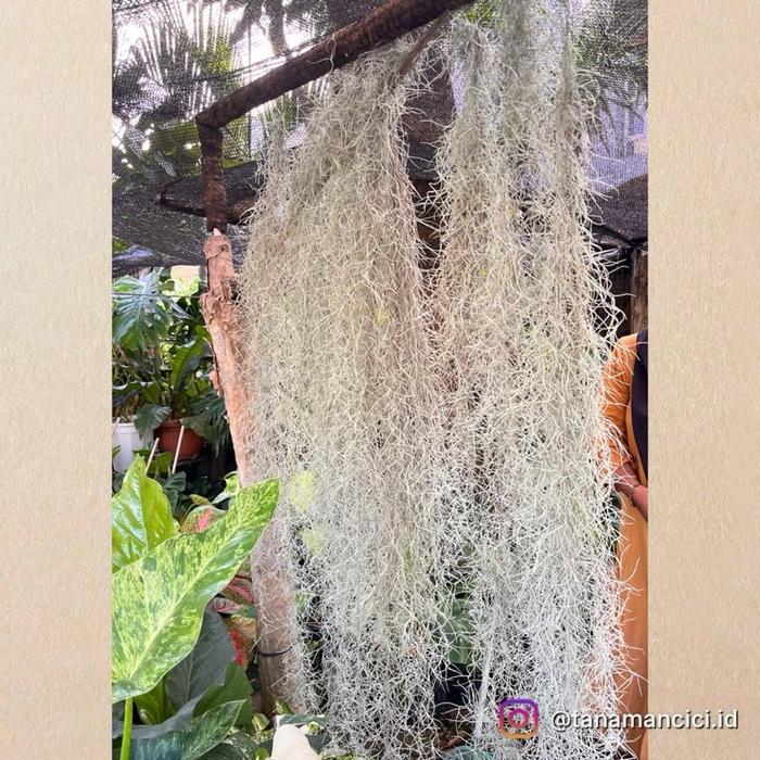 Tanaman Hias Janggut Musa