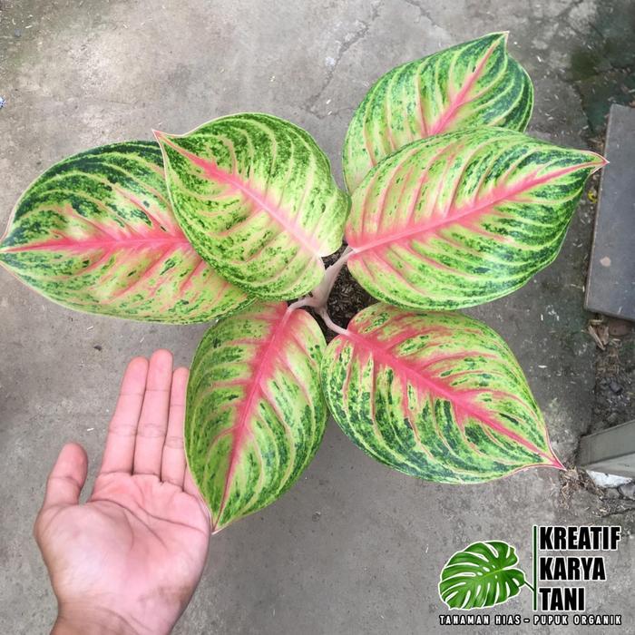 Tanaman hias aglonema andini - Aglonema Andini Gratis Ongkir