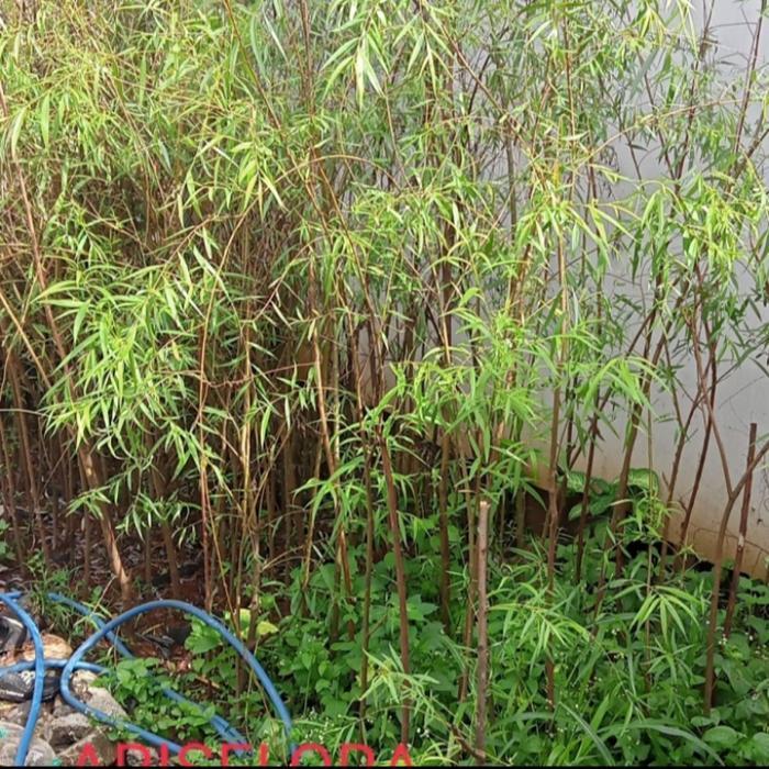 tanaman hias pohon liang Liu