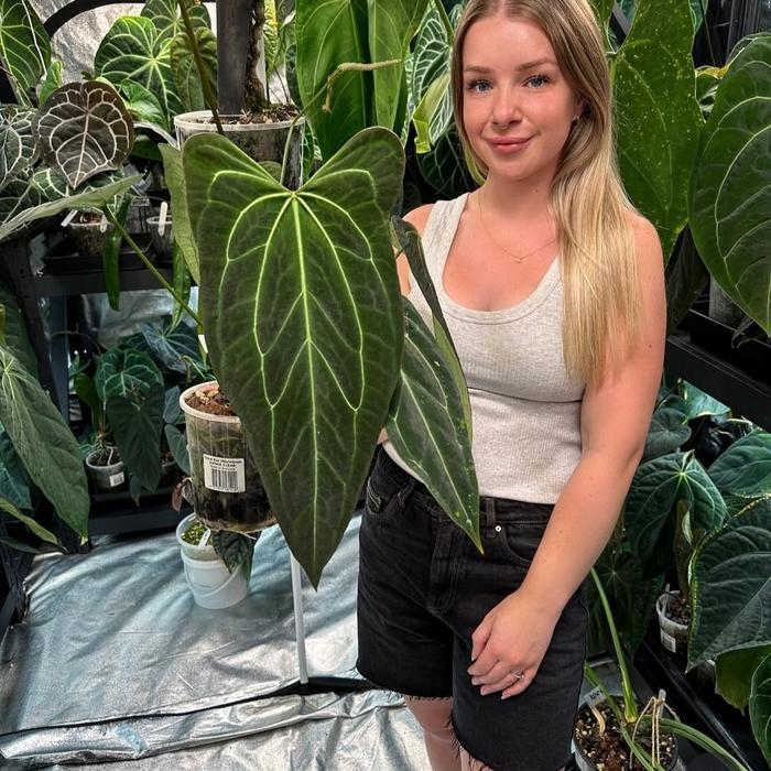 TERMURAH Anthurium Dark Mama Hybrid Real Karakter Anthurium Warocqueanum x Papillilaminum READY