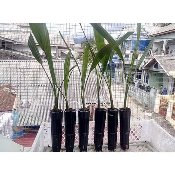 Terlaris Terlaris Bibit Kurma Tc / Kultur Jaringan Asal Dpd Inggris TAMBULAPOT