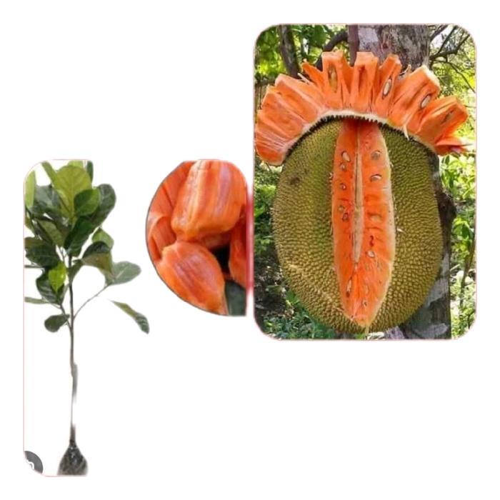 Benih Bibit Nangka Madu Merah Unggulan - Hasil Okulasi