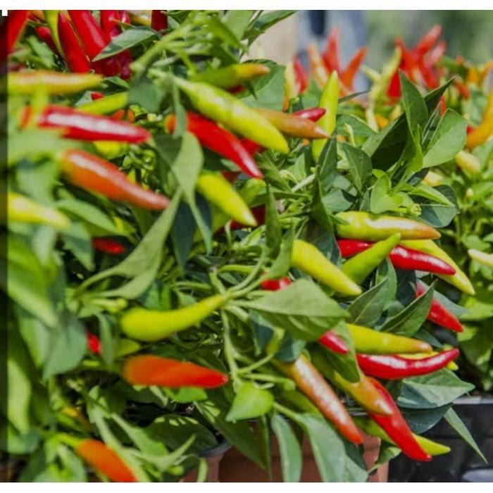 TERLARIS 150 biji BENIH LOMBOK RAWIT PEDAS SUPER UNGGUL Selamat Berbelanja