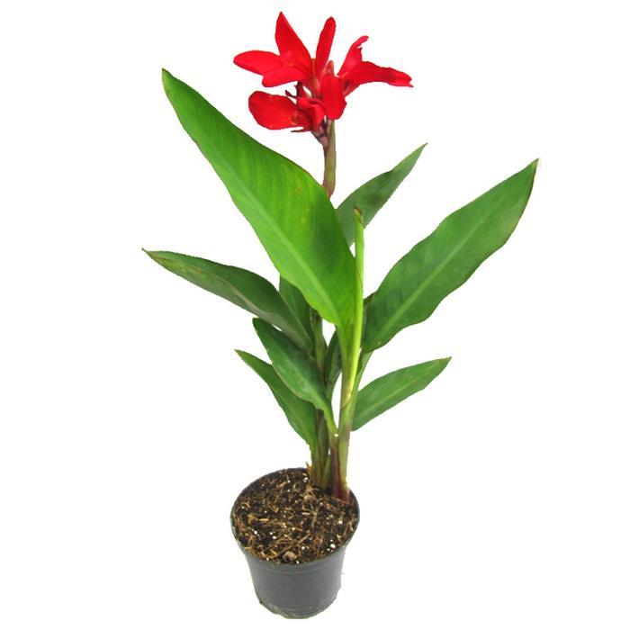 Tanaman Canna Merah