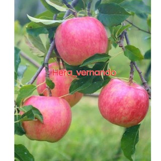 Bibit Apel Fuji Batang Besar Sehat Dan Segar