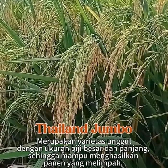 Benih padi unggul Thailand jumbo original
