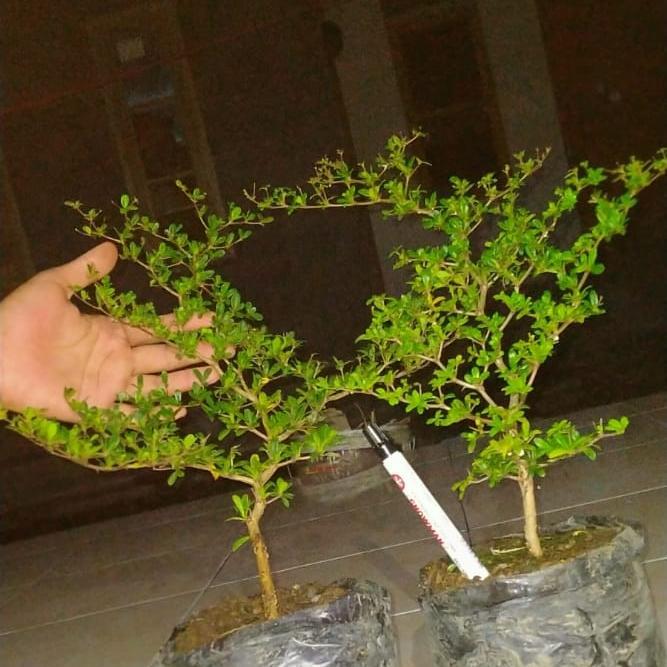 bahan bonsai black olive import (geometris)