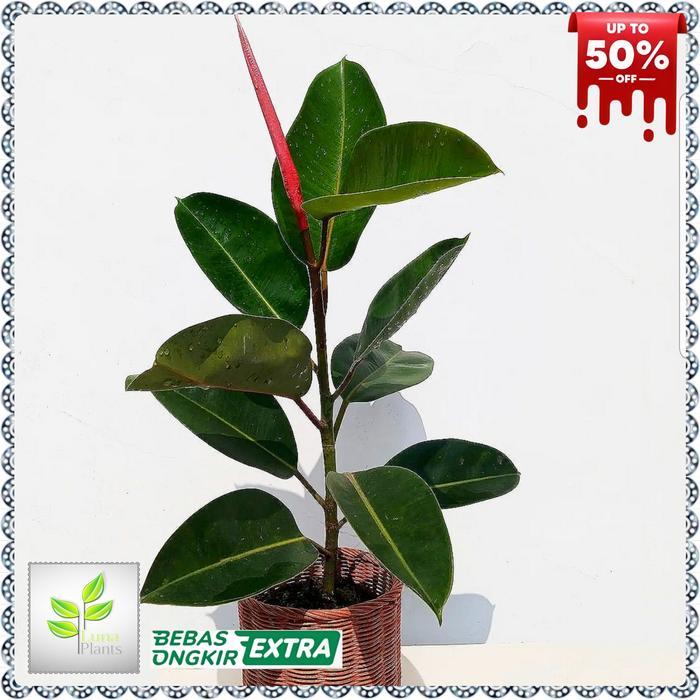 Tanaman hias karet kebo- tanaman indoor karet kebo -