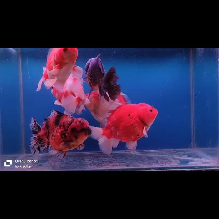 Ikan Hias Mas Koki Oranda Short Tail Jumbo size 13-15 cm Gratis Ongkir