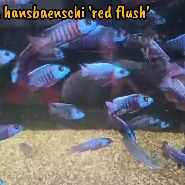 [Pakan Cichlid] Red Flush (Aulonacara Hansbaenschi ) 6-7 Cm