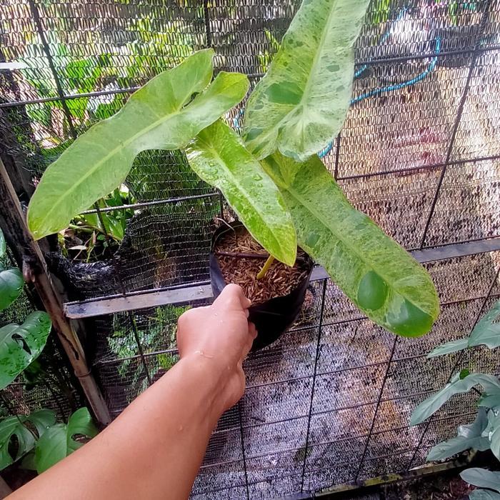 Stok Baru tanaman hias Philo paraiso Verde/pohon Philo paraiso verde