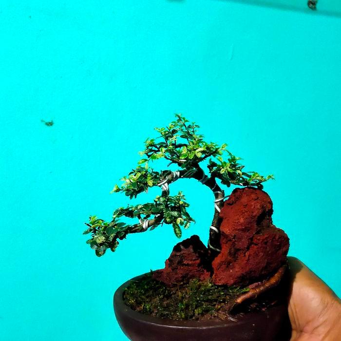 ORIGINAL bonsai ulmus super mikro OTR realpic di sertakan lumut hidup READY STOCK
