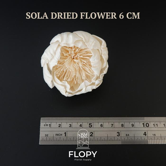 Bunga Sola Wood 6 CM Dried Flower Import / Bunga Klobot