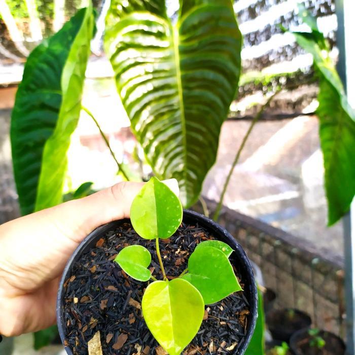 TANAMAN ANTHURIUM VEITCHII (BABY)