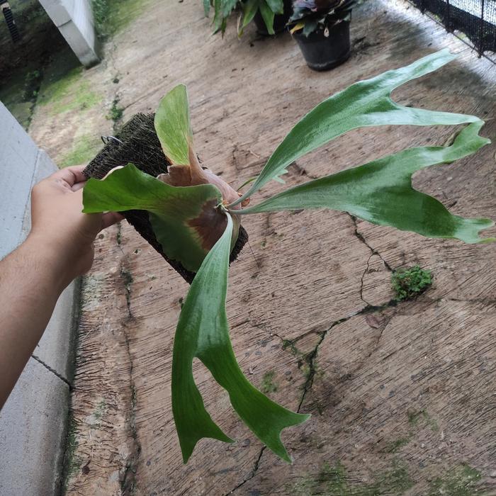 TANAMAN PLATYCERIUM STEMARIA REMAJA