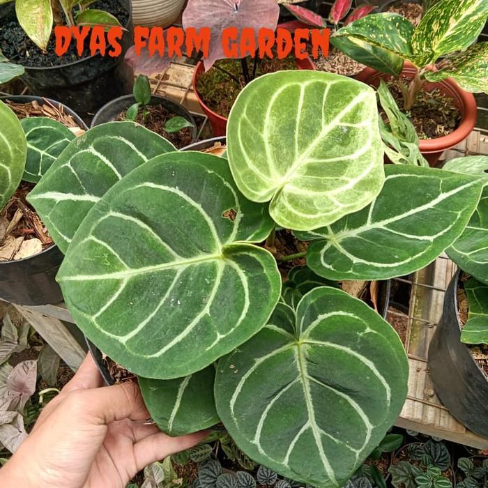 Tanaman Hias Anturium kuping Gajah Dorayaki Daun hybrid