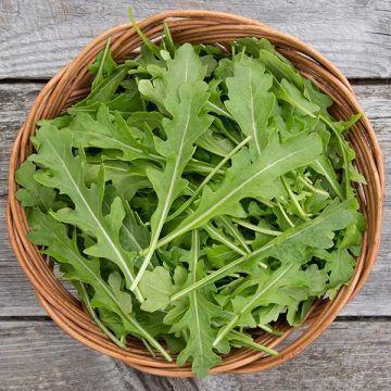 "New" Benih Bibit Arugula Sylvetta - Daily Farm