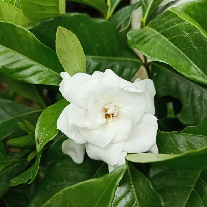 TANAMAN HIAS GARDENIA WANGI