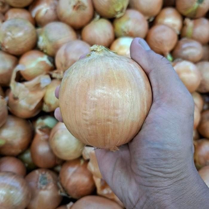 BAWANG BOMBAY IMPORT NEW ZEALAND