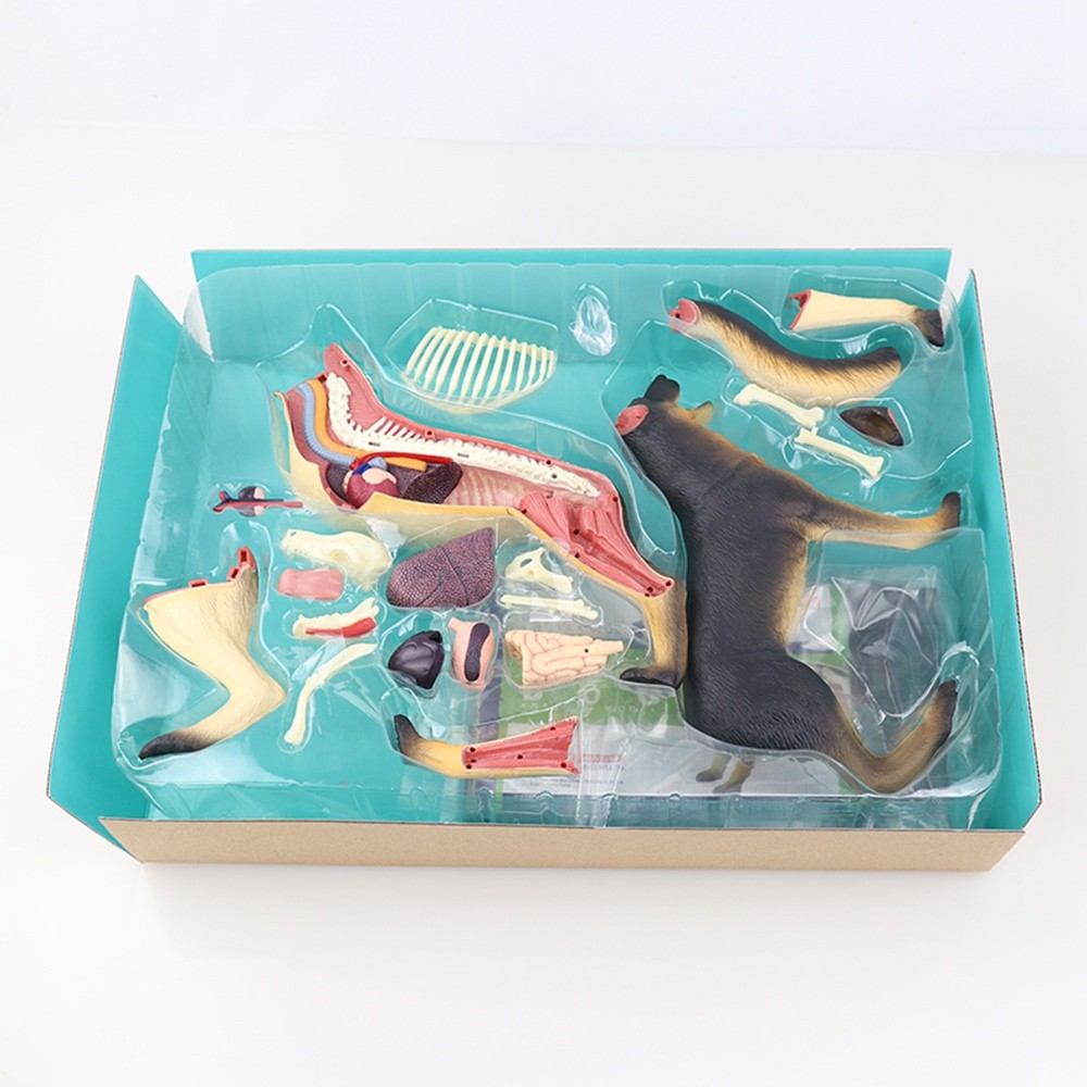 Animal Organ Anatomy Model 4D Dog Intelligence Assembling Toy Teaching Anatomy Model DIY Popular