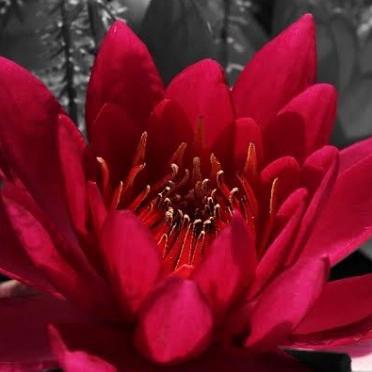 tanaman teratai air tanaman air tanaman teratai