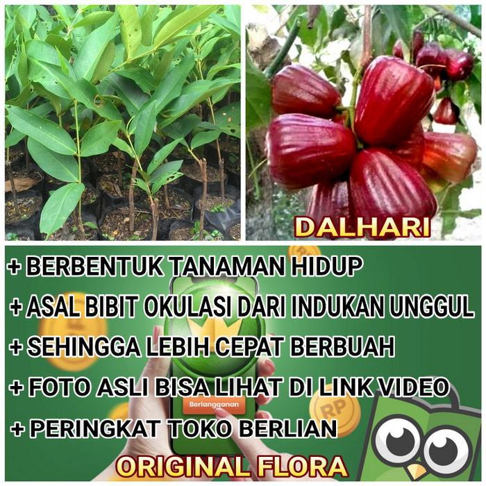 "New" Bibit Jambu Air Dalhari Tanaman Jambu Pohon Jambu Dalhari