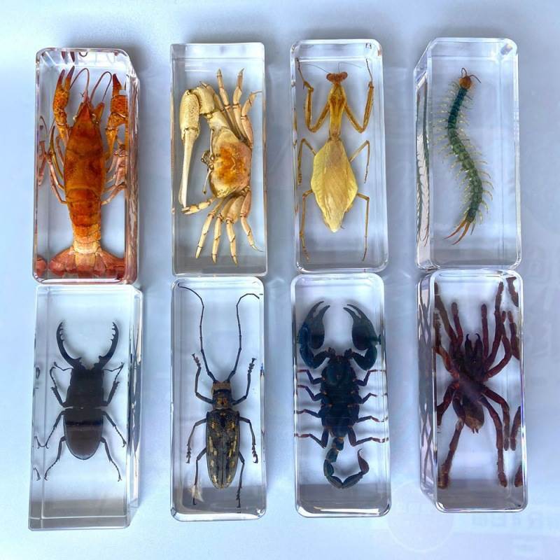 Spesimen Tarantula Besar Dalam Serangga Resin Laba-laba Besar Tarantula Resin Kumbang Serangga Spesi
