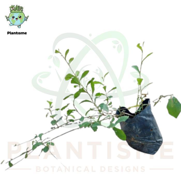 "New" Tanaman Menjuntai Curtain Creeper Vernonia Elliptica Lee Kwan Yew Lekwanyu Gantung Tembok,