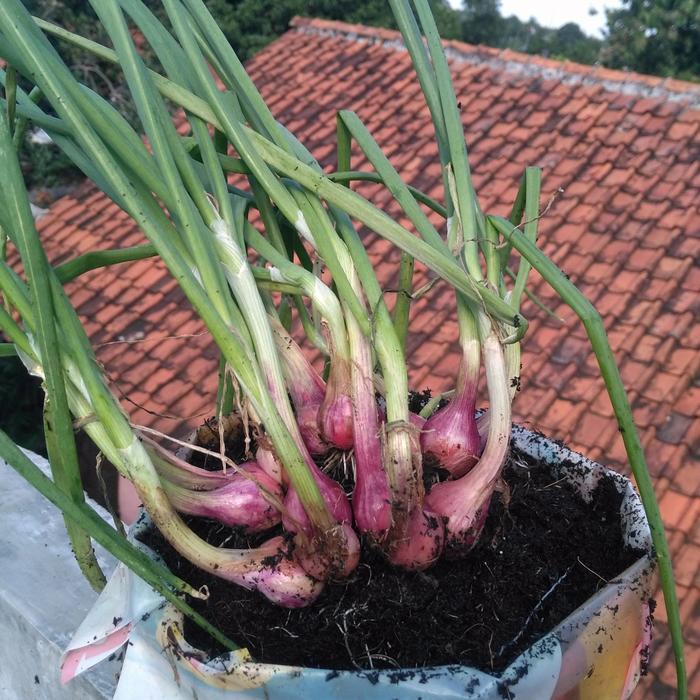 NEWW AB mix Premium 1 Liter ( Sayur Buah dan Umbi)