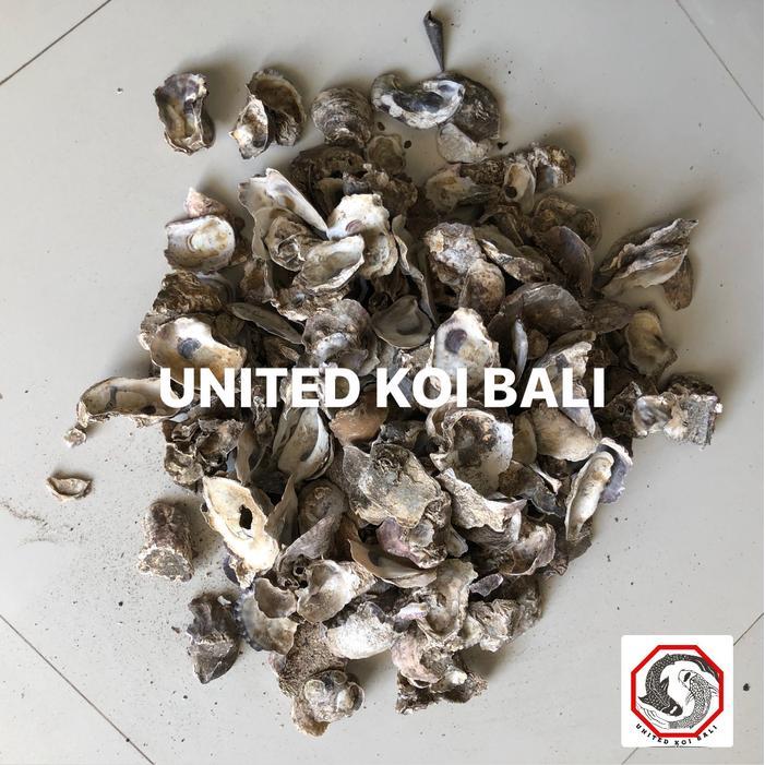 KERANG OYSTER MEDIA KOLAM IKAN KOI - PENSTABIL PH AIR KOLAM KOI
