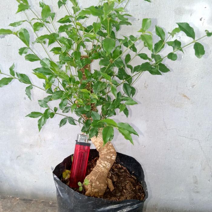 Serasiinspace Artificial Bonggol Sakura Mikro Ukuran Tinggi 20Cm Dekorasi Rumah