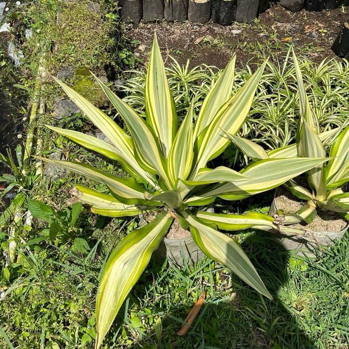 Tanaman hias agave putih varigata // tanaman hias agave
